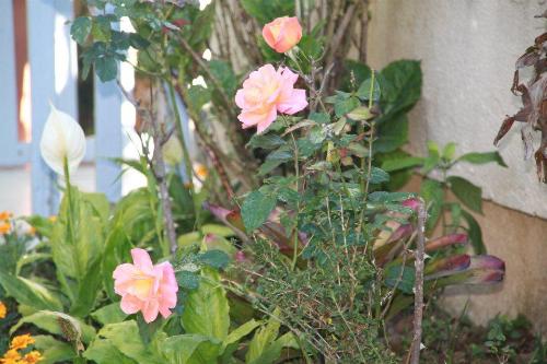 Ornamental plants - Planting is fun.