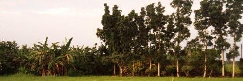 Trees - They too need respect.