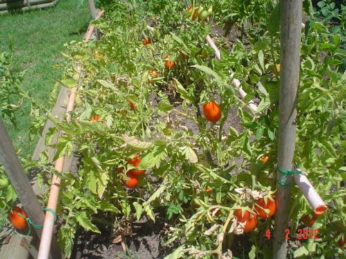 My tomato plants - I took a picture of my tomatos yesterday. They all came out pear tomatoes