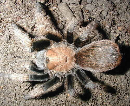 Desert Blonde Tarantula - A Desert Blonde Tarantula that has a usual habitat in the Arizona.