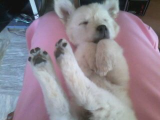 puppy - sleeping puppy puppy - sleeping puppy