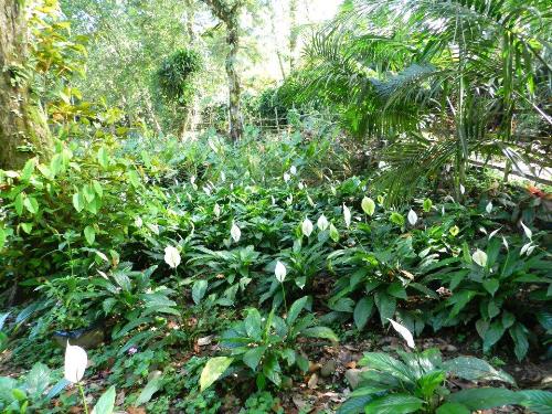Planting trees and plants - Saving the earth