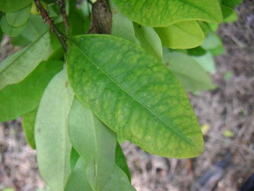 Cocoa - this plant is used in making cocaine. very addictive