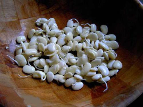Limabean sprouts - delicious and nutricious Limabean sprouts - delicious and nutricious