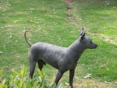 Mexican hairless dog - smooth and sweaty dog