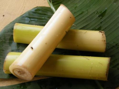 Banana Stem... they are edible too! - Did you know that the banana stem can be eaten?
I never knew it could be eaten, let alone the benefits that comes with consuming the banana stem.