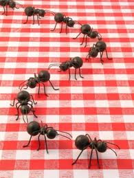 ants on a table - Ants love sweets, and will come right into your home to get them!