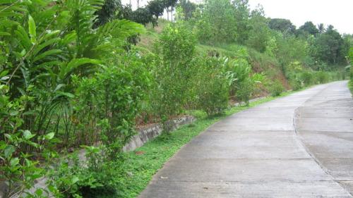 road to maco municipal hall - This is the road to maco municipal hall, in Maco, Philippines. The government made a wonderful garden at the road just before the reach the Municipal Hall. Very nice view. The Municipal Hall is at the top of a Mountain.