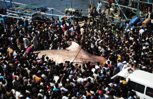 Gaint Whale Shark Washes ashore................... - Gaint Whale Shark Washes ashore................