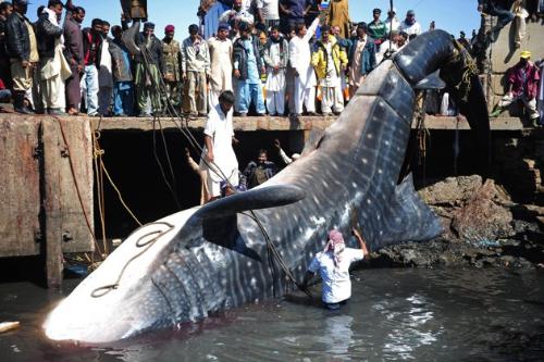 Gaint Whale Shark Washes ashore................... - Gaint Whale Shark Washes ashore.................