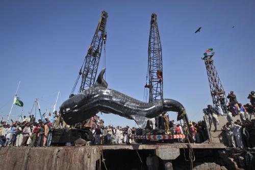 Gaint Whale Shark Washes ashore................... - Gaint Whale Shark Washes ashore................