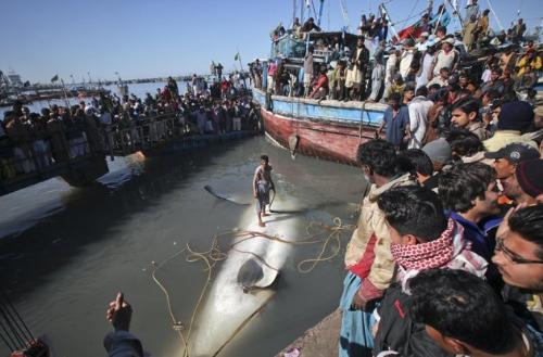 Gaint Whale Shark Washes ashore................... - Gaint Whale Shark Washes ashore
