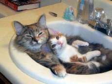 cute cat pic - i found this pic on web and wanted to share it with mylotters.hope you like it.