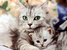 cat pic - i liked this pic,mylotter will too.