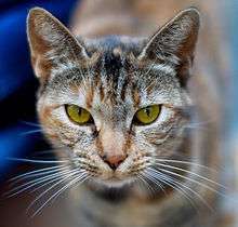 lovely cat - adore this pic.
