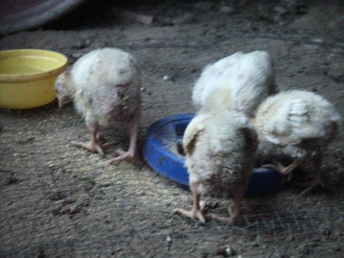 Eating Chicks  - See the little chicks