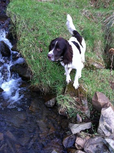 my puppy - This is my lovely english springer at 9 months old. In this photo he is at a waterfall on a mountain in the Rhondda Valleys, Wales. Taken 14.02.2012