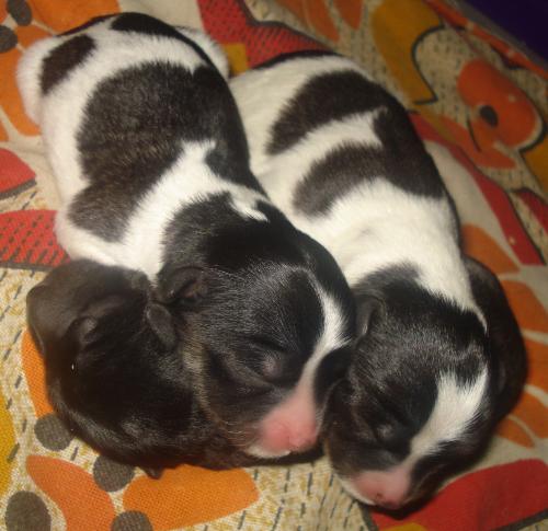 my three new puppies - the 3 gifts I received on Heart's Day!