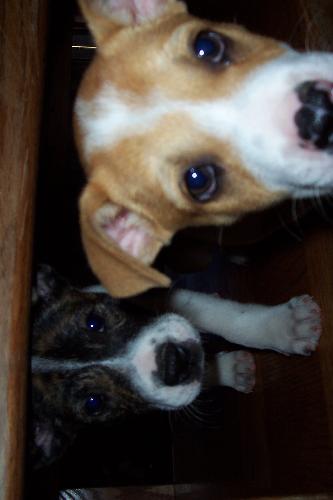 pups - soooo cute