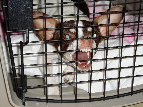 Frickles - Don't he put you in mind of one of the Gremlins in that movie?