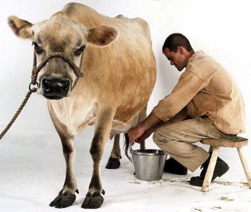 milking a cow at home - milking a cow at home by hand