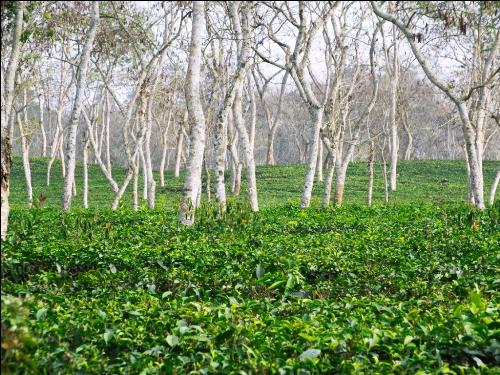 Green of Tea Garden - photograph at tea garden, sreemangal, Bangladesh