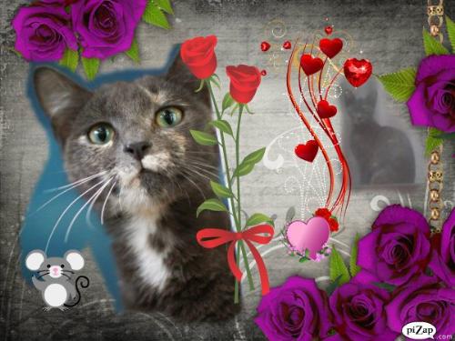 Trina - Trina is one of my foster kids and is available for adoption in Sydney, NSW for $120.00