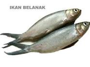 Belanak - One fish that I like.