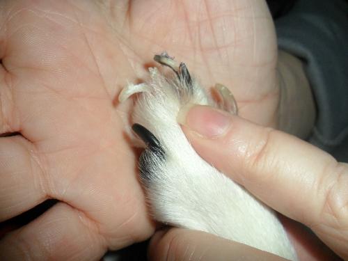 My dog Chewed Her Nails - And they split in half and are very damaged. Theres a little blood too. Help!