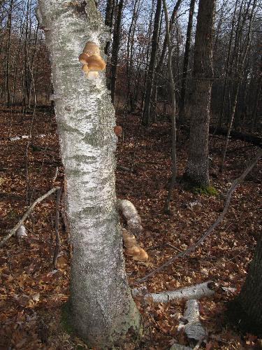 Two Birch logs that form the letter T - While hunting in the fall I took a photo of the growth on this birch tree. Later when I studied the photo I noticed that two birch logs had fallen to form the letter T. It is located in the lower right hand corner.
This photo was taken with A Canon Powershot S3. Two Birch logs that form the letter T - While hunting in the fall I took a photo of the growth on this birch tree. Later when I studied the photo I noticed that two birch logs had fallen to form the letter T. It is located in the lower right hand corner.
This photo was taken with A Canon Powershot S3.