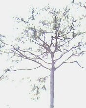 A tree - This is a choking (joking) tree