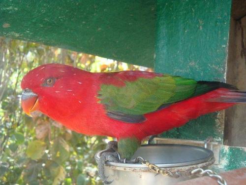 Beautiful Bird in Chains - Deprived of freedom?