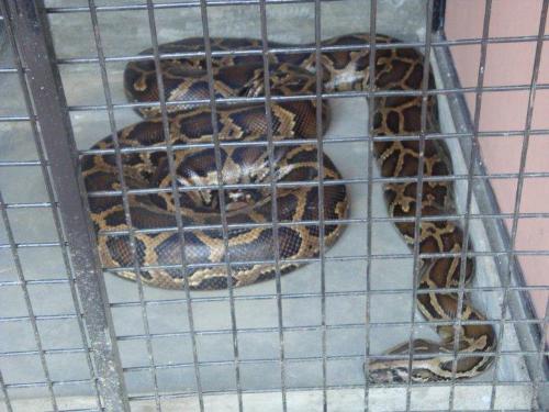 Snake - Dangerous animal