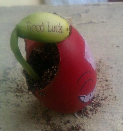 a small plant with message - This is my gift for my friends last Christmas. A seed in a small pot shaped like an egg and if you take take of it the plant will grow with a message on it.