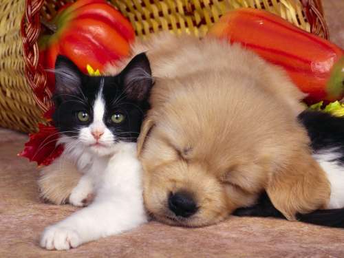 dog and cat are close friends - dog and cat are close friends yes they are close friends. see this pic and give your comment please.