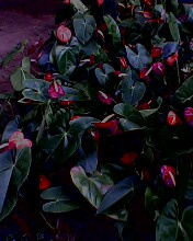 Anthuriums - These are anthurium flowers