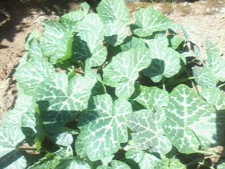 my squash plant - This is one of my squash plant photo