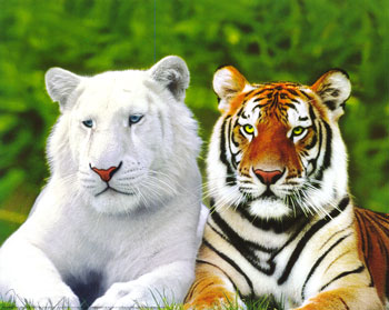 Tigers.... - Freedom of Tigers...........