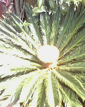 palm plant - This is a palm plant wiht new shoots