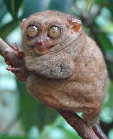 Tarsier - A small primate found only in Bohol, Philippines.