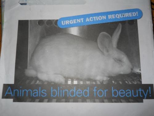 animals blinded for beauty - Look at this blind rabbit. It is blinded for your beauty.