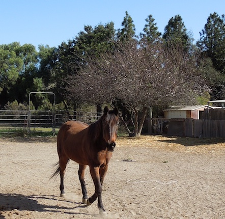 Brown Horse I Saw in Los Alamos - This seemed to be a friendly horse who was eager to pose for me. Brown Horse I Saw in Los Alamos - This seemed to be a friendly horse who was eager to pose for me.