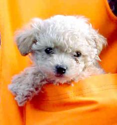 Toy Poodle - Young toy poodle in a basket