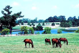 bluegrass of ky - horses in the buegrass ky