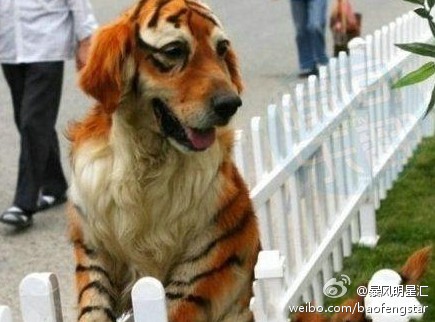 dog - dog dyed like a tiger