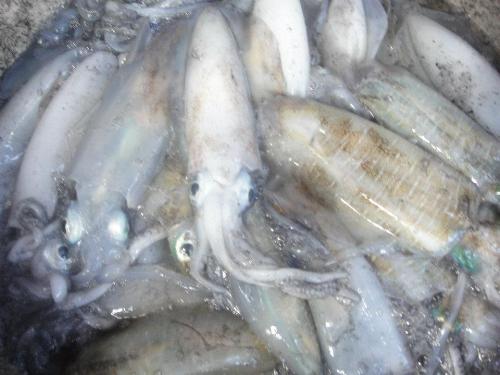 Squids - fresh squids