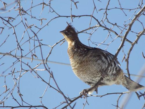 partridge in my birch trees - flying to eat the seeds from my trees