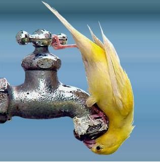 thirst bird - thirsty bird sipping water thirst bird - thirsty bird sipping water