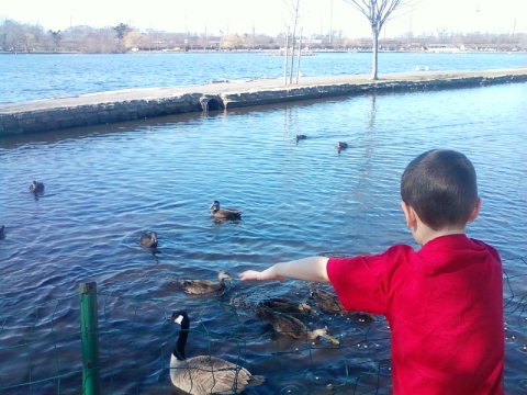 feeding ducks - my son feeding the ducks