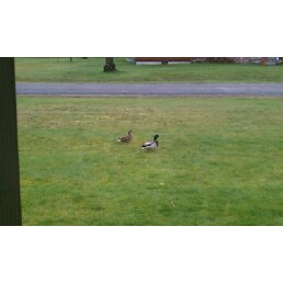 Life with my family - Ducks in the front yard.